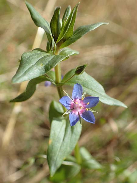 Lysimachia foemina \ Blauer Gauchheil, D Wiesloch 30.7.2016