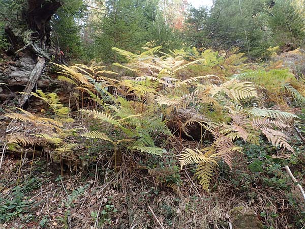 Pteridium aquilinum / Bracken, D Black-Forest, Eyachtal 29.10.2016