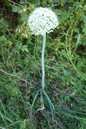 Allium cepa \ Küchen-Zwiebel, Sommer-Zwiebel / Onion, D Hirschberg 17.6.2017