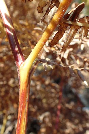 Pteridium aquilinum / Bracken, D Odenwald, Erbach 16.10.2018