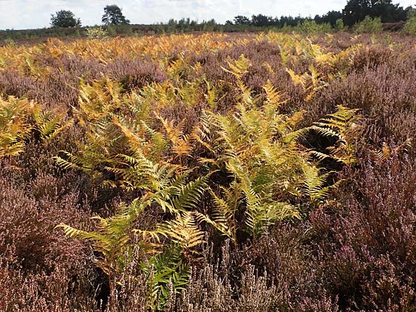 Pteridium pinetorum \ Kiefernwald-Adlerfarn, Nrdlicher Adlerfarn, D Mehlinger Heide 10.9.2019