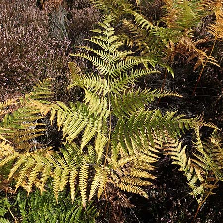 Pteridium pinetorum / Pinewood Bracken, D Mehlinger Heide 10.9.2019