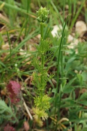 Adonis aestivalis \ Sommer-Adonisrschen / Summer Pheasant's Eye, D Neuleiningen 25.5.2020