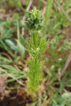 Adonis aestivalis \ Sommer-Adonisrschen, D Neuleiningen 25.5.2020