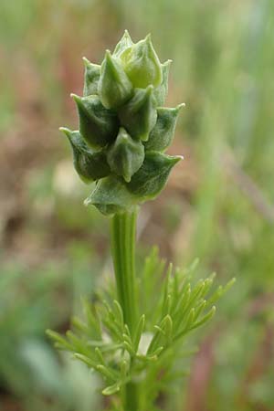 Adonis aestivalis \ Sommer-Adonisrschen, D Neuleiningen 25.5.2020