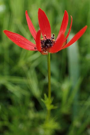 Adonis flammea \ Flammen-Adonisrschen / Flame Adonis, D Neuleiningen 28.5.2021