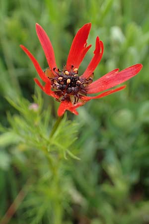 Adonis flammea, Feuerrotes Adonisrschen