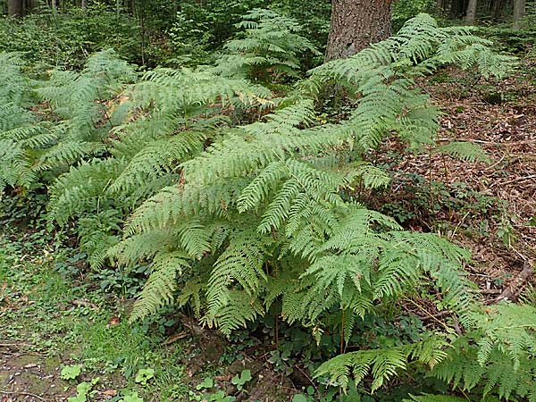 Pteridium aquilinum \ Adlerfarn / Bracken, D Zwingenberg am Neckar 30.9.2022