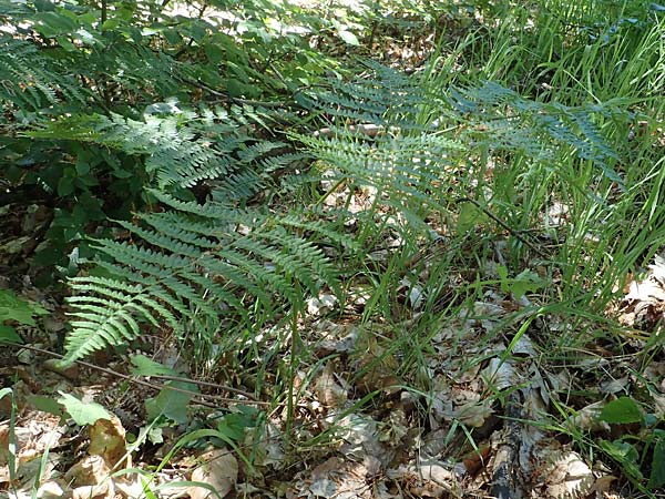 Pteridium pinetorum \ Kiefernwald-Adlerfarn, Nrdlicher Adlerfarn, D Nieder-Roden 30.5.2023