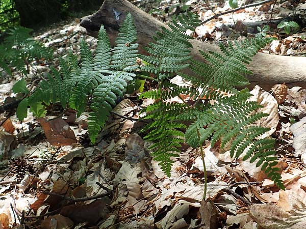 Pteridium pinetorum \ Kiefernwald-Adlerfarn, Nrdlicher Adlerfarn, D Nieder-Roden 30.5.2023