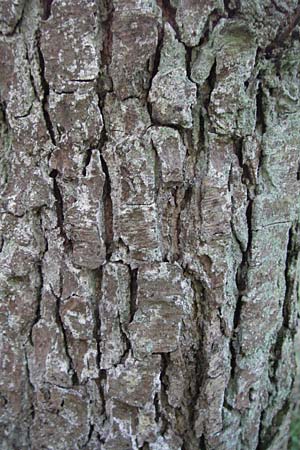 Alnus glutinosa \ Schwarz-Erle, D Mörfelden-Walldorf 6.8.2007