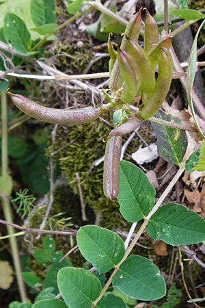 Astragalus glycyphyllos \ Brenschote / Wild Liquorice, D Gerolzhofen-Sulzheim 18.7.2015