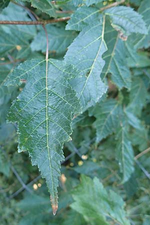 Acer tataricum subsp. ginnala \ Amur-Ahorn, Mongolischer Steppen-Ahorn, D Langenselbold 10.9.2016