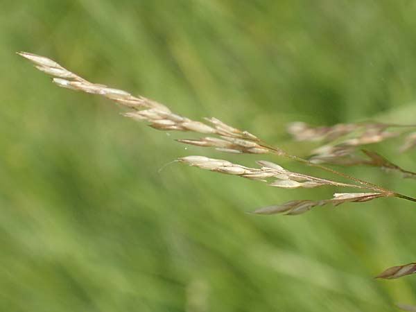 Agrostis gigantea \ Riesen-Straugras, Fiorin-Gras / Black Bentgrass, Redtop, D Groß-Gerau 28.7.2017