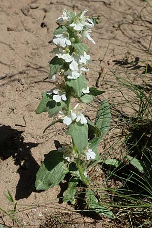 Ajuga genevensis \ Genfer Gnsel, Heide-Gnsel / Blue Bugle, D Schwetzingen 8.5.2018