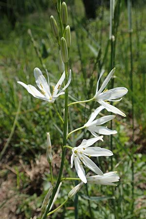 Anthericum liliago \ Astlose Graslilie / St. Bernard's Lily, D Weinheim an der Bergstraße 17.5.2020