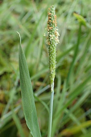 Alopecurus geniculatus / Marsh Foxtail, D Kaiserslautern 19.8.2020