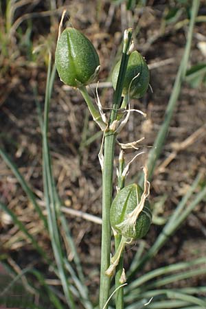 Anthericum liliago \ Astlose Graslilie / St. Bernard's Lily, D Thüringen, Kölleda 9.6.2022