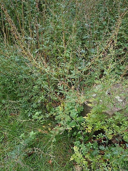 Artemisia gilvescens \ Nickender Beifu, Moxa-Kraut / Chinese Mugwort, D Ettlingen 6.10.2022