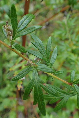 Artemisia gilvescens \ Nickender Beifu, Moxa-Kraut / Chinese Mugwort, D Ettlingen 6.10.2022