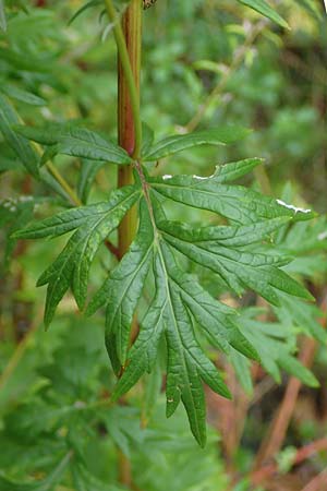 Artemisia gilvescens \ Nickender Beifu, Moxa-Kraut, D Ettlingen 6.10.2022