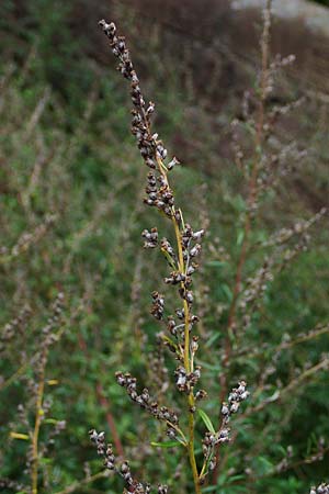 Artemisia gilvescens \ Nickender Beifuß, Moxa-Kraut, D Ettlingen 6.10.2022