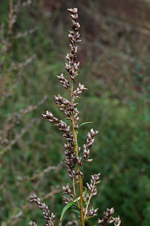 Artemisia gilvescens \ Nickender Beifu, Moxa-Kraut / Chinese Mugwort, D Ettlingen 6.10.2022