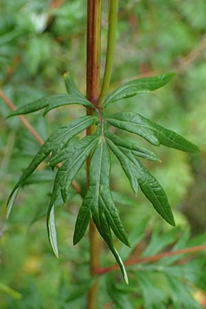 Artemisia gilvescens \ Nickender Beifu, Moxa-Kraut, D Ettlingen 6.10.2022