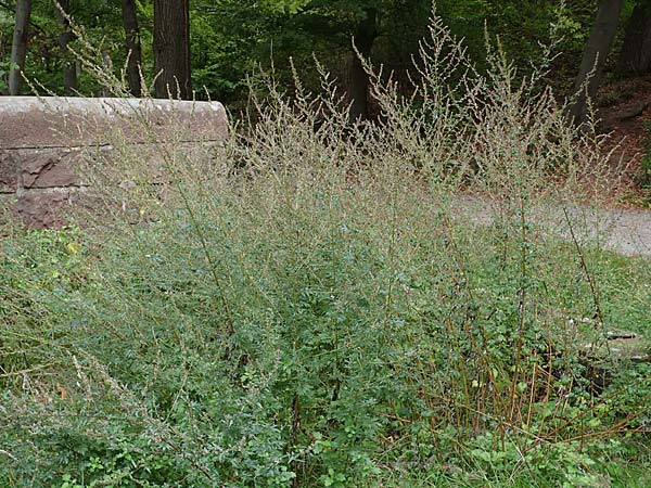 Artemisia gilvescens \ Nickender Beifuß, Moxa-Kraut, D Ettlingen 6.10.2022