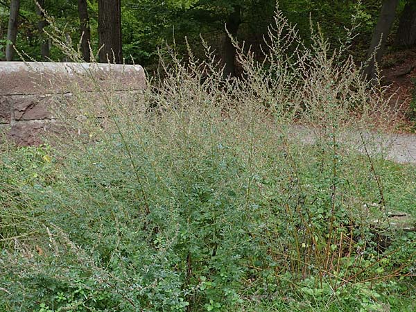 Artemisia gilvescens \ Nickender Beifu, Moxa-Kraut / Chinese Mugwort, D Ettlingen 6.10.2022