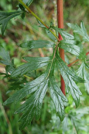 Artemisia gilvescens \ Nickender Beifu, Moxa-Kraut, D Ettlingen 6.10.2022