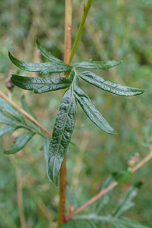 Artemisia gilvescens \ Nickender Beifu, Moxa-Kraut, D Ettlingen 6.10.2022