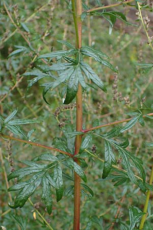 Artemisia gilvescens \ Nickender Beifu, Moxa-Kraut, D Ettlingen 6.10.2022