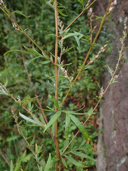 Artemisia gilvescens \ Nickender Beifu, Moxa-Kraut, D Ettlingen 6.10.2022