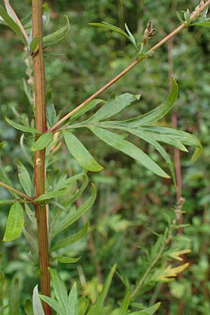 Artemisia gilvescens \ Nickender Beifu, Moxa-Kraut / Chinese Mugwort, D Ettlingen 6.10.2022