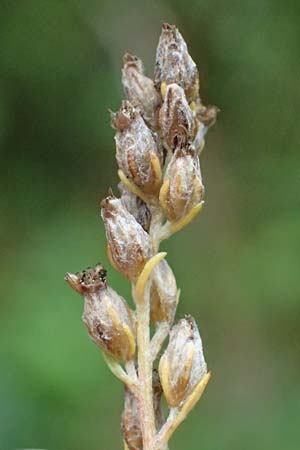 Artemisia gilvescens \ Nickender Beifu, Moxa-Kraut, D Ettlingen 6.10.2022