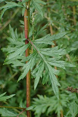 Artemisia gilvescens \ Nickender Beifu, Moxa-Kraut, D Ettlingen 6.10.2022