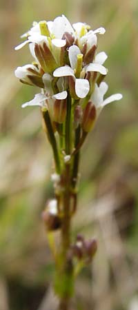 Arabis hirsuta \ Rauhaarige Gnsekresse, D Grettstadt 1.6.2015