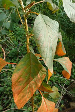 Amaranthus hypochondriacus \ Trauer-Amaranth, Prinzenfeder-Fuchsschwanz / Prince of Wales Pigweed, D Mannheim 10.10.2015