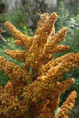 Amaranthus hypochondriacus \ Trauer-Amaranth, Prinzenfeder-Fuchsschwanz / Prince of Wales Pigweed, D Mannheim 10.10.2015