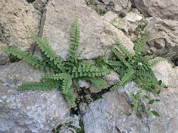 Asplenium trichomanes subsp. hastatum \ Spieblttriger Brauner Streifenfarn, Gehrter Brauner Streifenfarn / Spear-Leaved Spleenwort, D Pfronten 28.6.2016