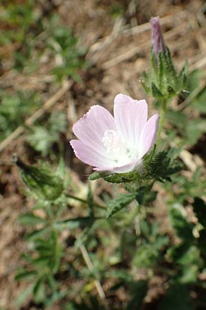 Althaea hirsuta \ Borsten-Eibisch / Rough Marsh Mallow, D Nittel 30.5.2018