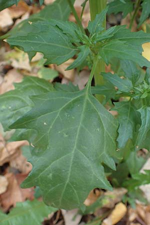 Atriplex hortensis \ Garten-Melde, D Bochum 23.10.2018