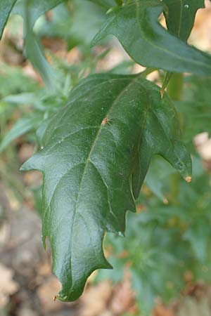 Atriplex hortensis / Garden Orache, D Bochum 23.10.2018