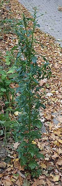 Atriplex hortensis / Garden Orache, D Bochum 23.10.2018