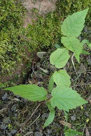 Acer platanoides \ Spitz-Ahorn / Norway Maple, D Frankfurt-Niederrad 21.4.2019