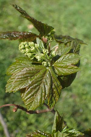 Acer pseudoplatanus \ Berg-Ahorn / Sycamore Maple, D Mannheim 22.4.2021