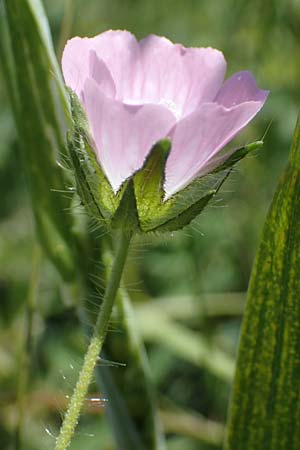 Althaea hirsuta \ Borsten-Eibisch / Rough Marsh Mallow, D Hardheim 28.5.2022