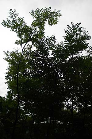 Aralia elata / Japanese Angelica Tree, D Odenwald, Unterflockenbach 27.6.2015