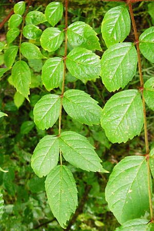 Aralia elata / Japanese Angelica Tree, D Odenwald, Unterflockenbach 27.6.2015